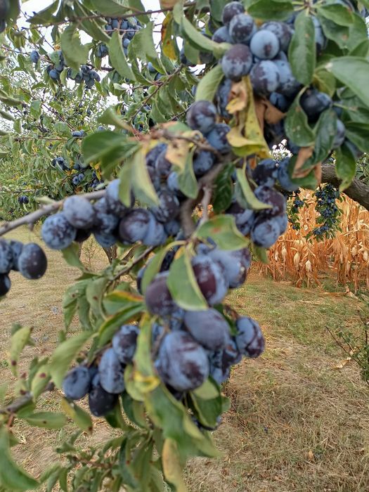 Prune negre pentru țuică