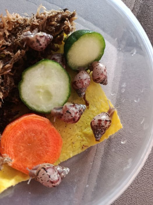 Продам улиток Ахатин