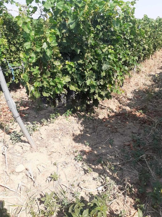 Vand 4,64 ha teren viticol cu plantatie de vita-de-vie – Carligele, Podgoria Cotesti, Vrancea