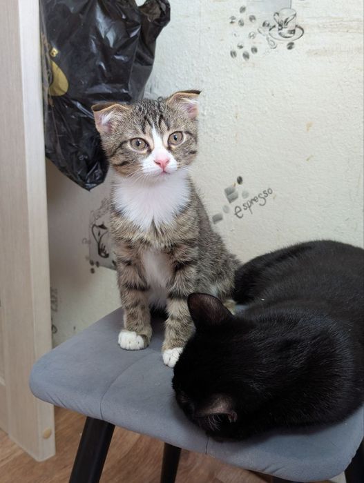 Котёнок 3 месяца мальчик