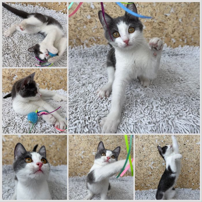 Котенок, девочка, 3,5 месяца