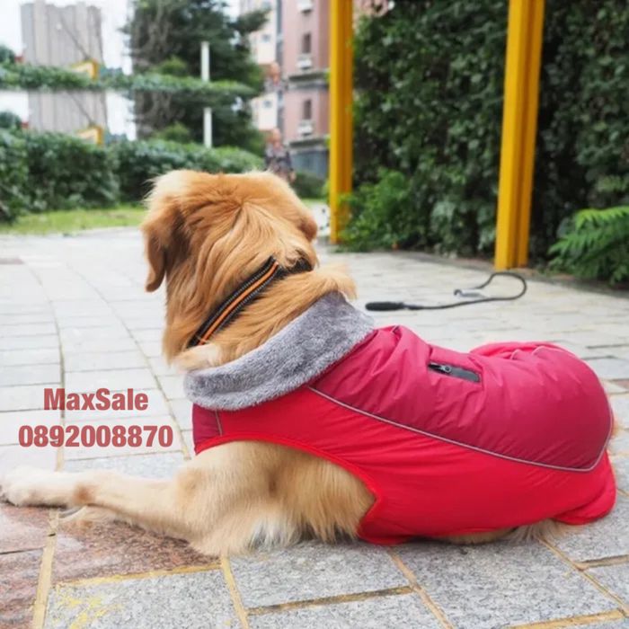 Яке за куче за пролет лято есен зима ватирано червено