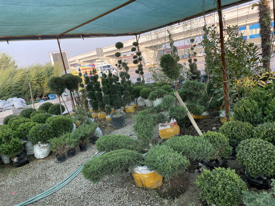 Archa  sotiladi harhil turdagi