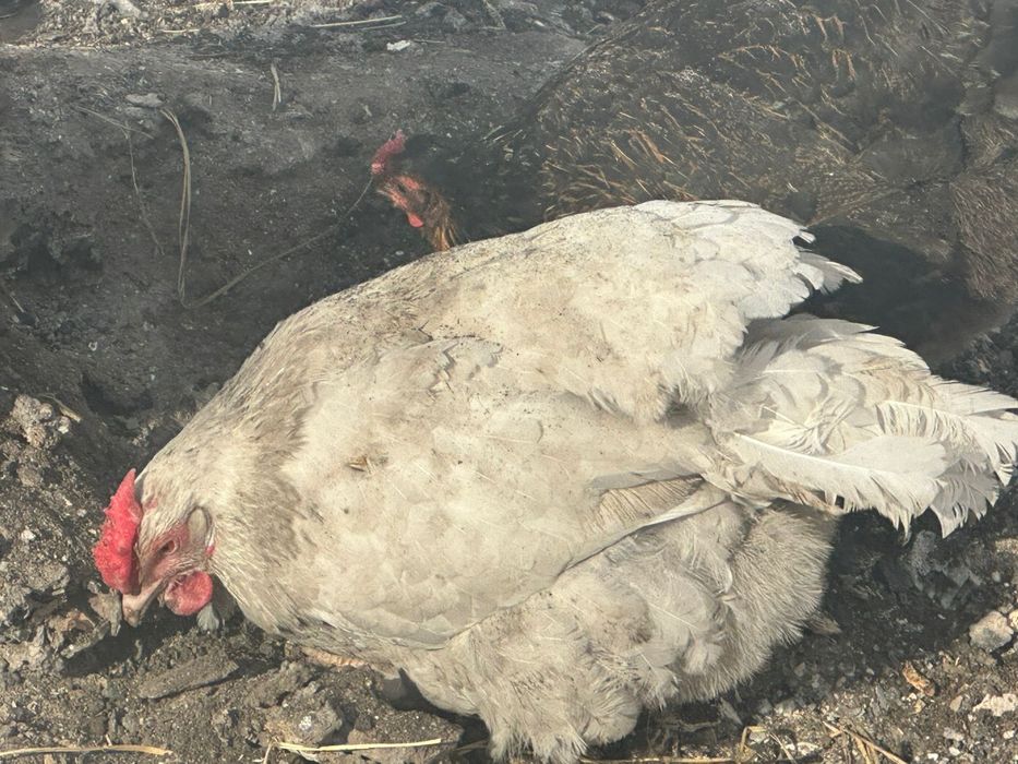 Продам курей домашних