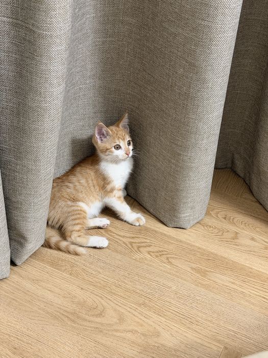 Ищу дом для котёнка