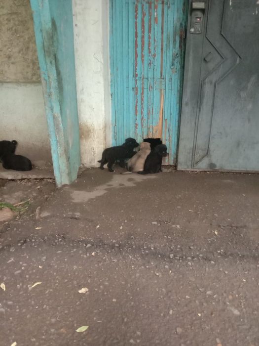Щенки в добрые руки