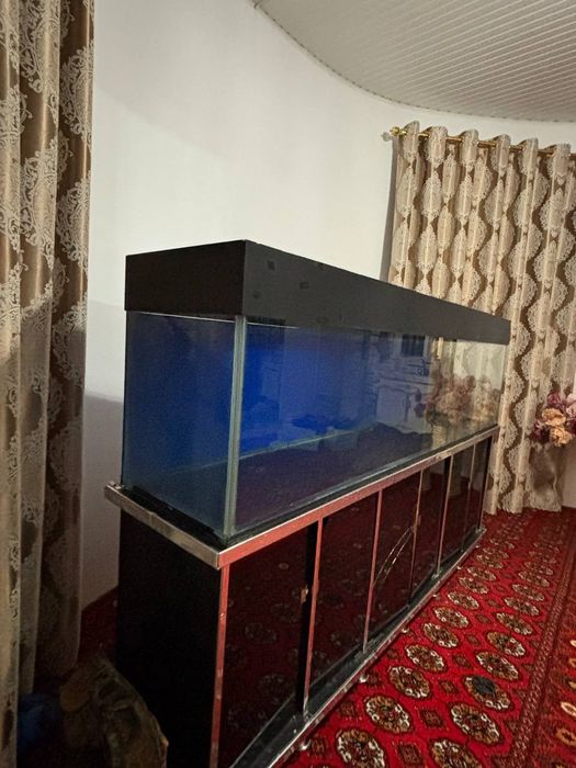 Akvarium baliq uchun