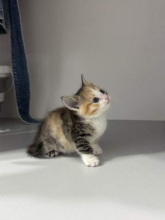 Отдам котят бесплатно