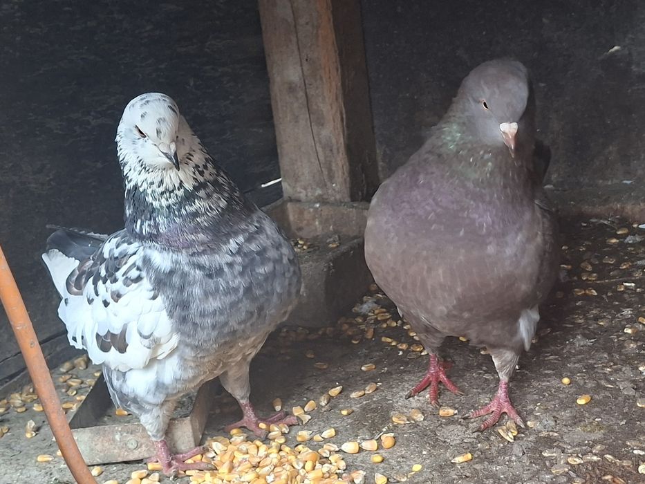 Perche de porumbei king