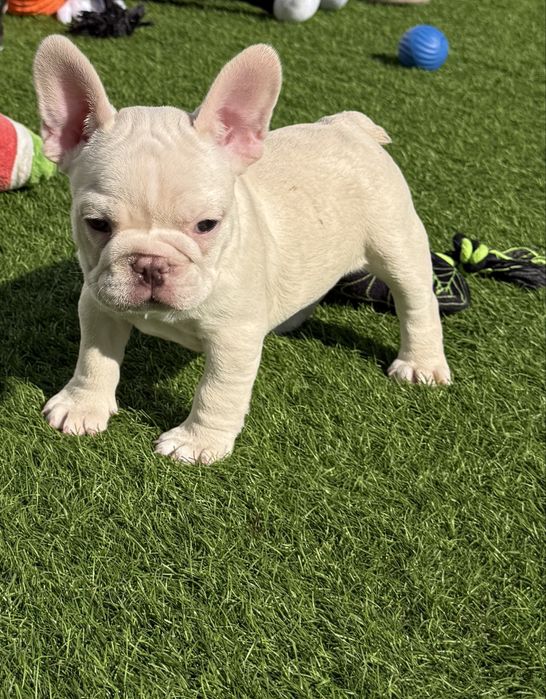 Bulldog Francez Luxurious Frenchie House