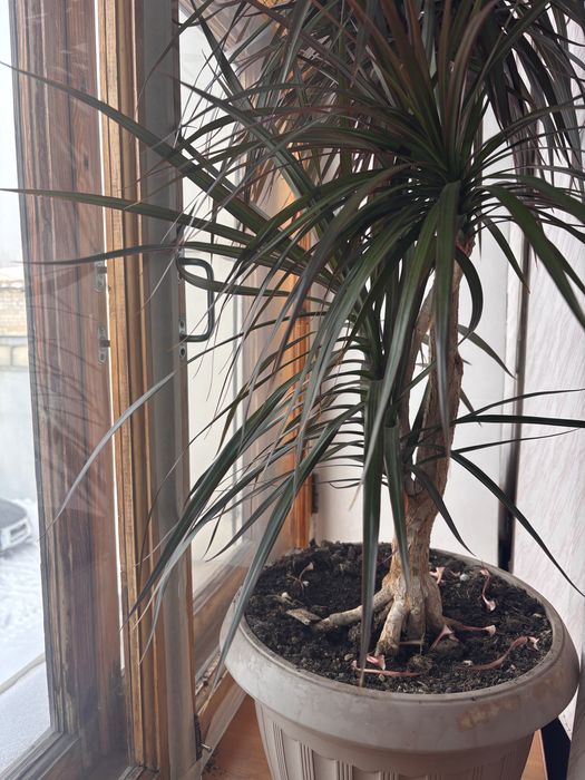 Продам цветок /пальма/ драцена