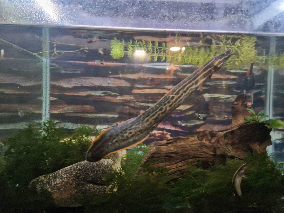 рибки и аквариум