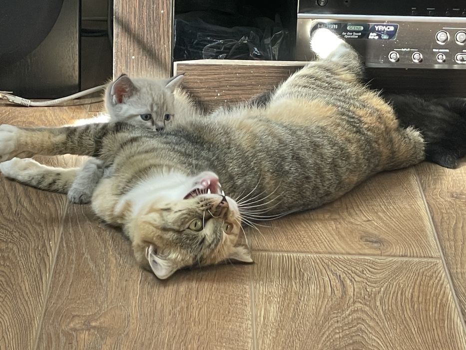 Котята  1,5 мес. Красивые шустрые .