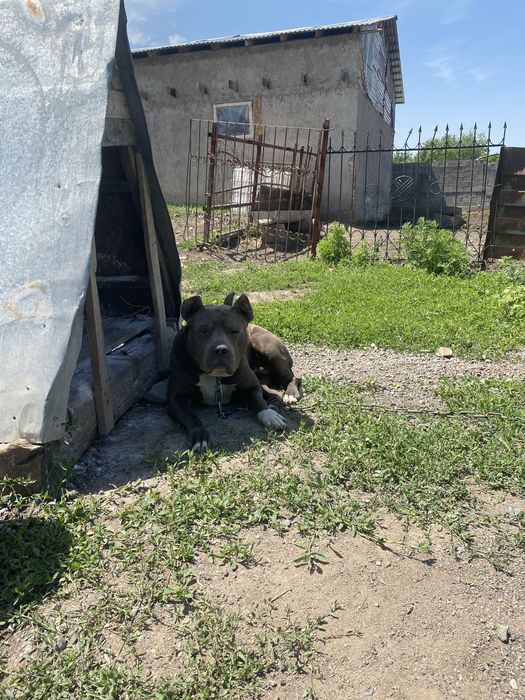 Продам Пидбуль добрый срочно!!