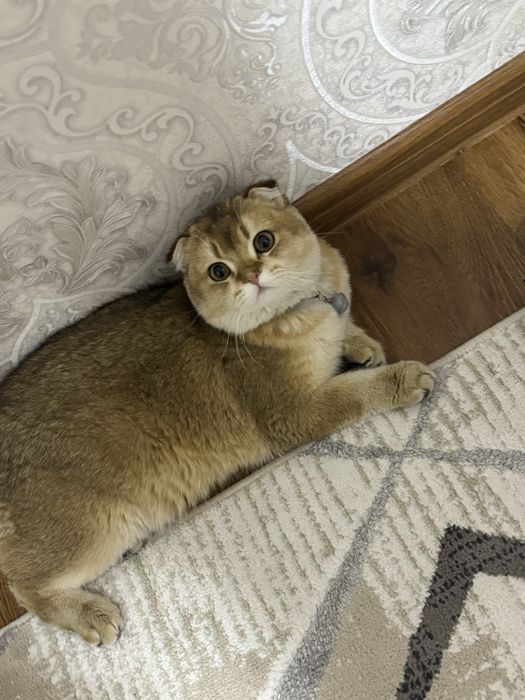 british shinshilla fold