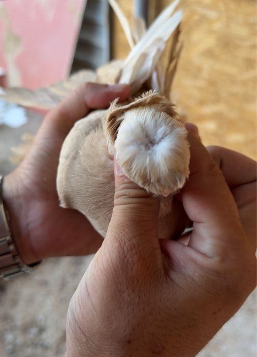 Самка голубка на продажу, голуби