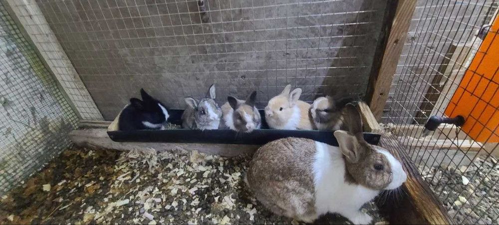 Quyoncha lar sotiladi zoti panda