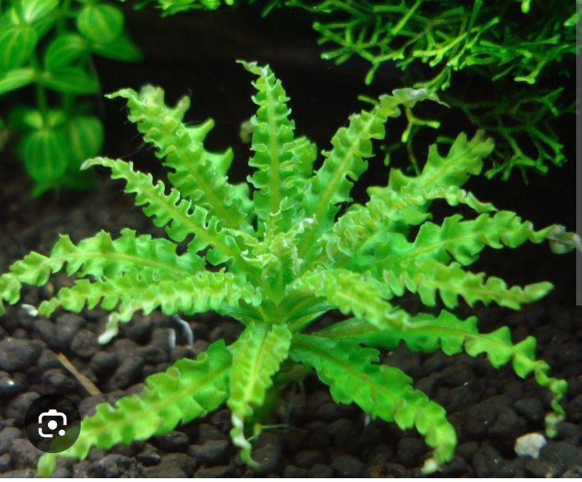 Продам аквариумные растения