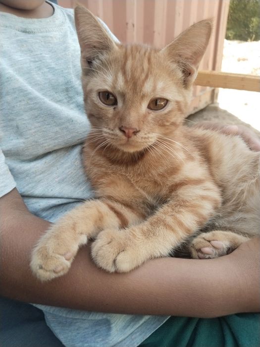 Котенок домашний ласковый с комплектом