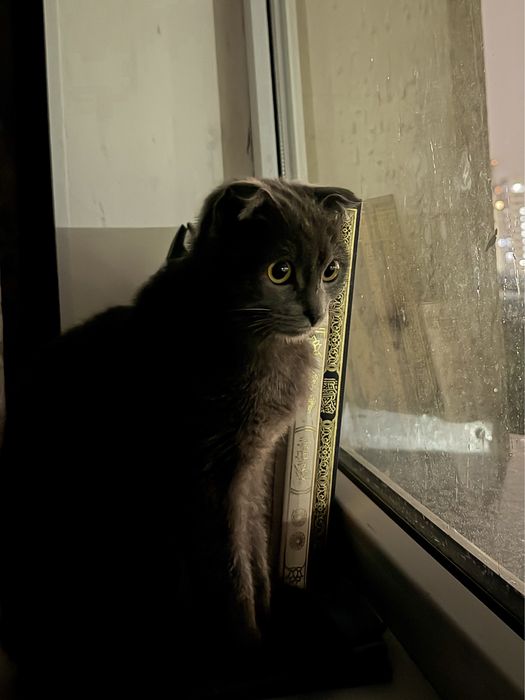 Кошка продам шымкент