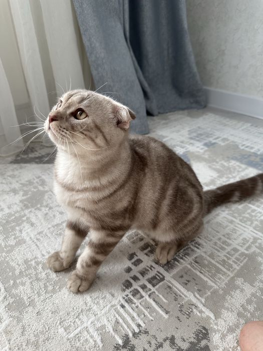 Вислоухий кот продам