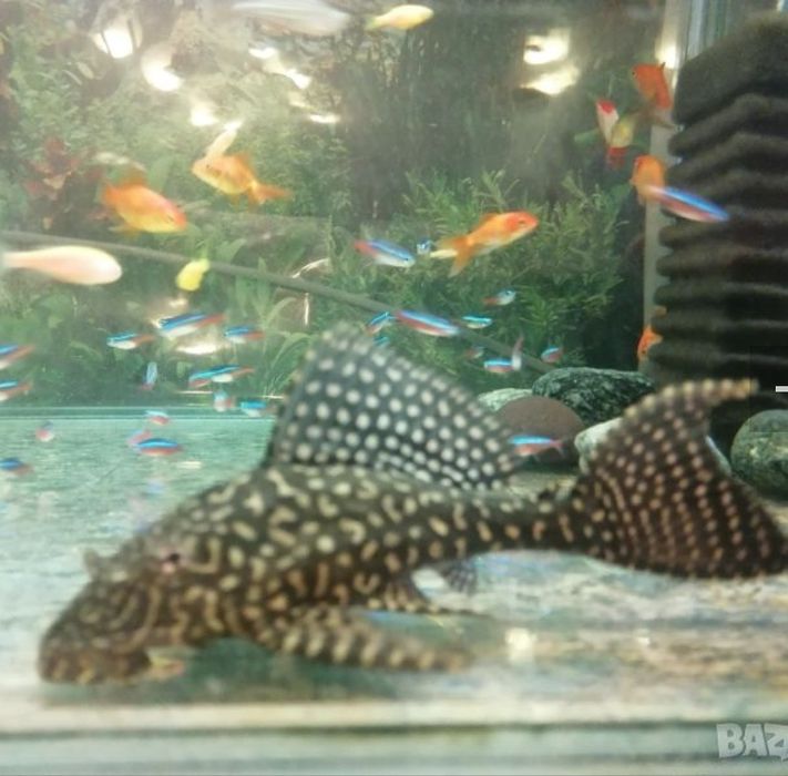 Продавам голям Птеригоплихт