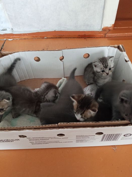 Отдам котят в добрые руки