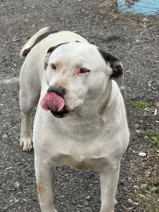 Продам питбуля девочка