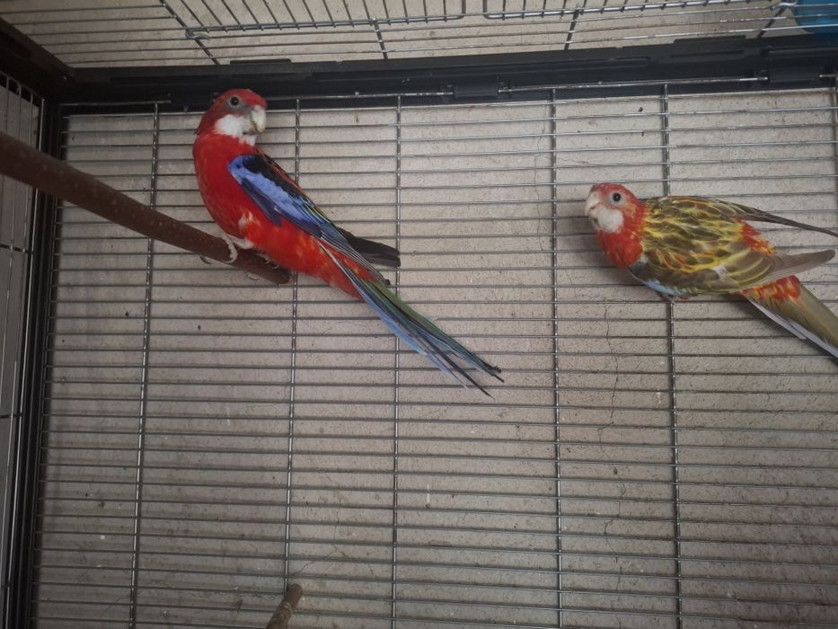 Papagali Rosella,rozella