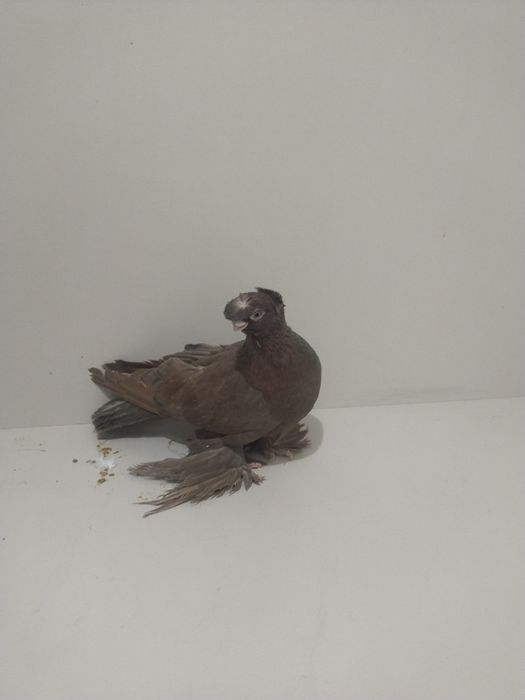 Голубы двухшубые