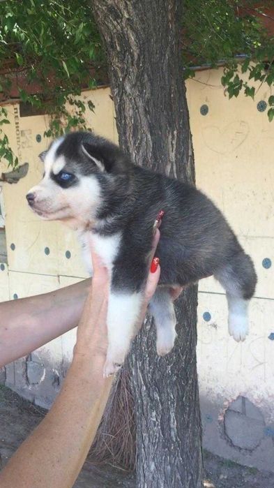 Красотке один месяц хаска