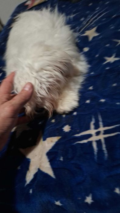 Cîine Bischon Maltez