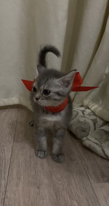 Шотландская прямоухая