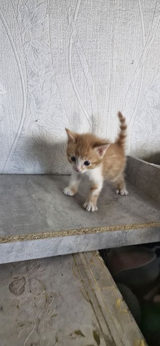 Животные  домашние