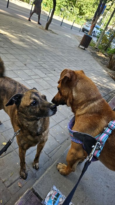 Metis de teckel spre adoptie