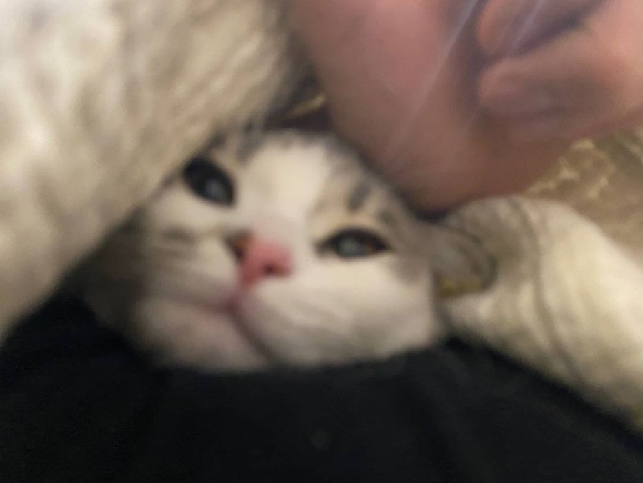 Продается Кот мальчик