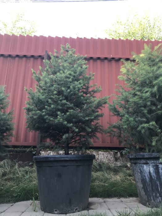 Ель Шренка в горшках