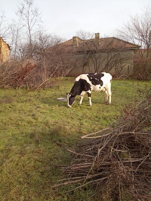 Bălțata Românească 3 ani