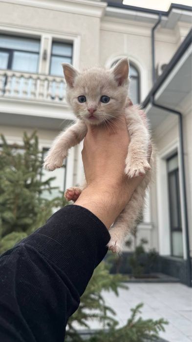 Mushuk bolalari sotiladi fold mushukchalar