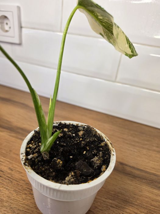 Монстера Альба (Monstera albo-variegata)