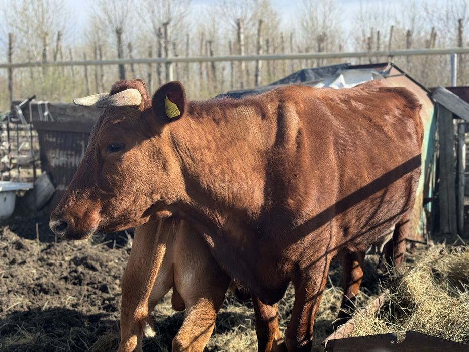 Продам корову с теленком