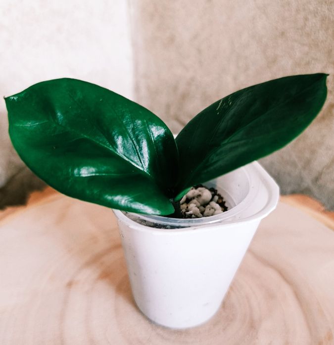 Продам Замиокулькас Зензи