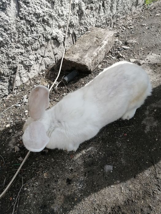 Продаю кроликов великанов