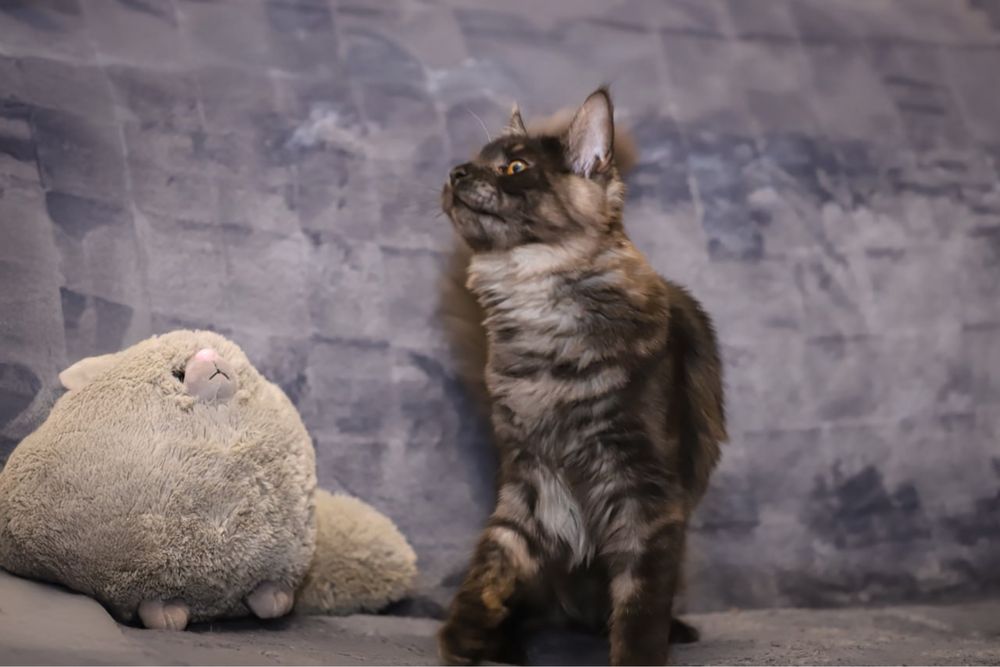 Кошка породы Мейн кун классик