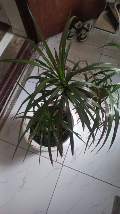 Гұлдер жибек жолы