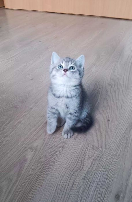 Таби уникални котенца