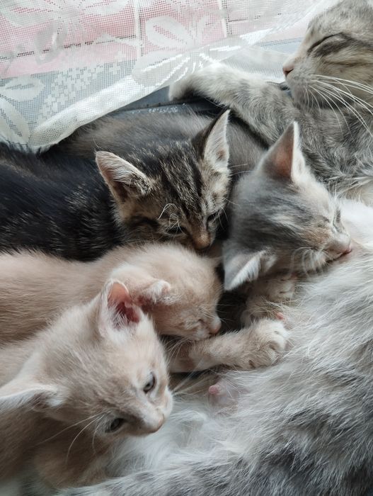 Пожалуйста помогите..котята все разные.красивые.уже умнички..12.штук.