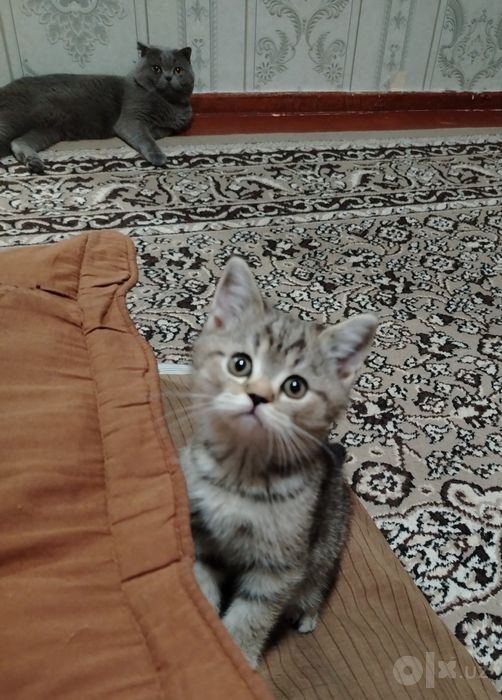 Skottish strayt mushuk sotuvda