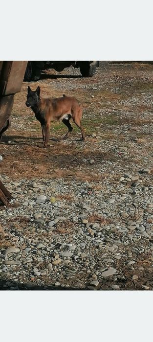 Mascul Ciobănesc Belgian Malinois