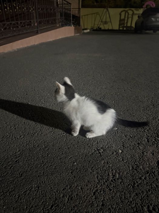 Отдам котенка в хорошие добрые руки